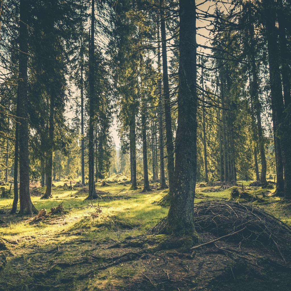 Camping im Wald